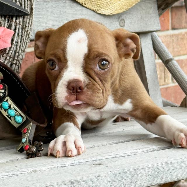 Miss Ruby - Boston Terrier
