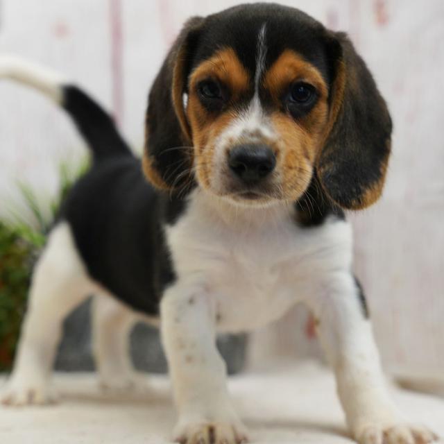 Raya - Beagle