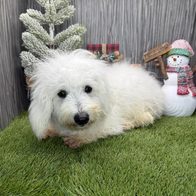 Apollo - Coton de Tulear