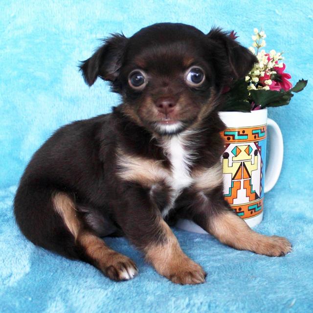 Willow - Chihuahua