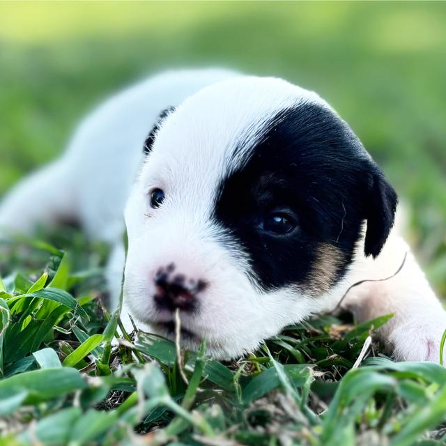 Benji - Jack Russell Terrier