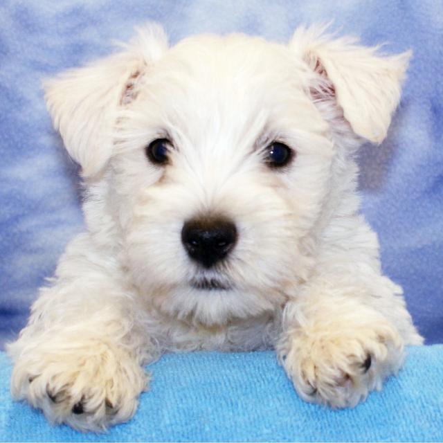 Koby - West Highland White Terrier