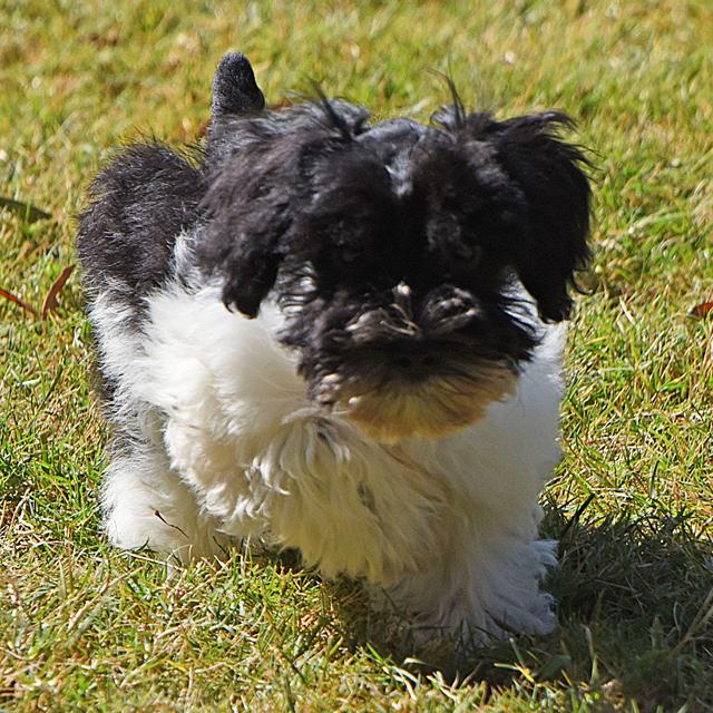 Mason - Miniature Schnauzer