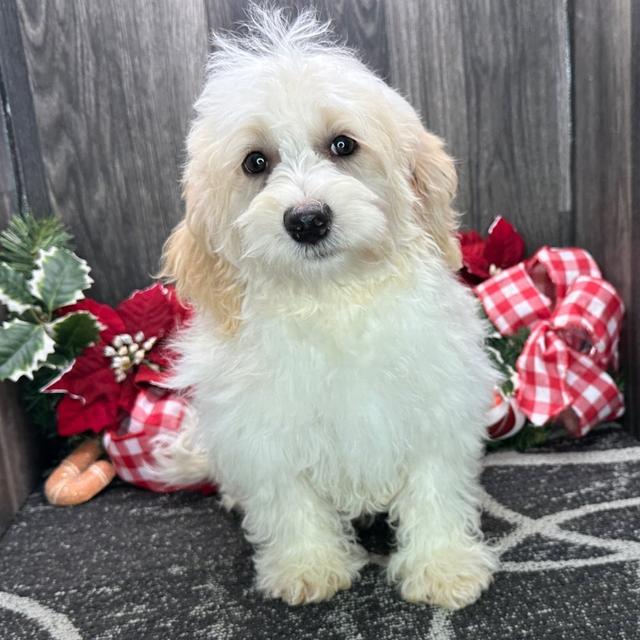 Aaron - Havanese