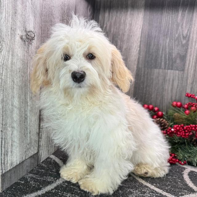 Aaron - Havanese