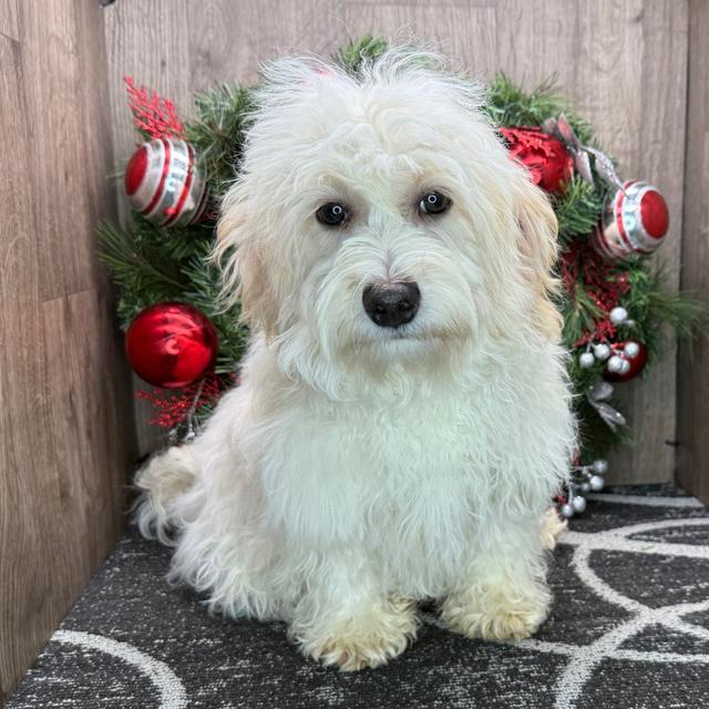 Aaron - Havanese