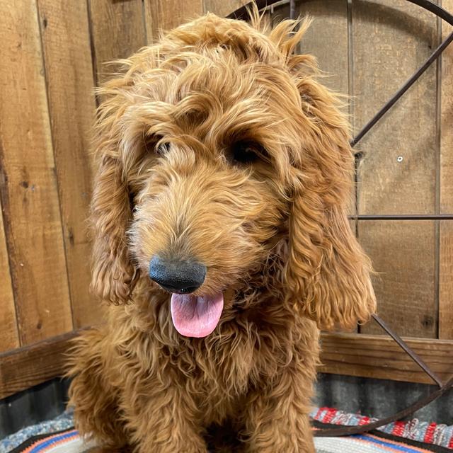 Kane - Goldendoodle