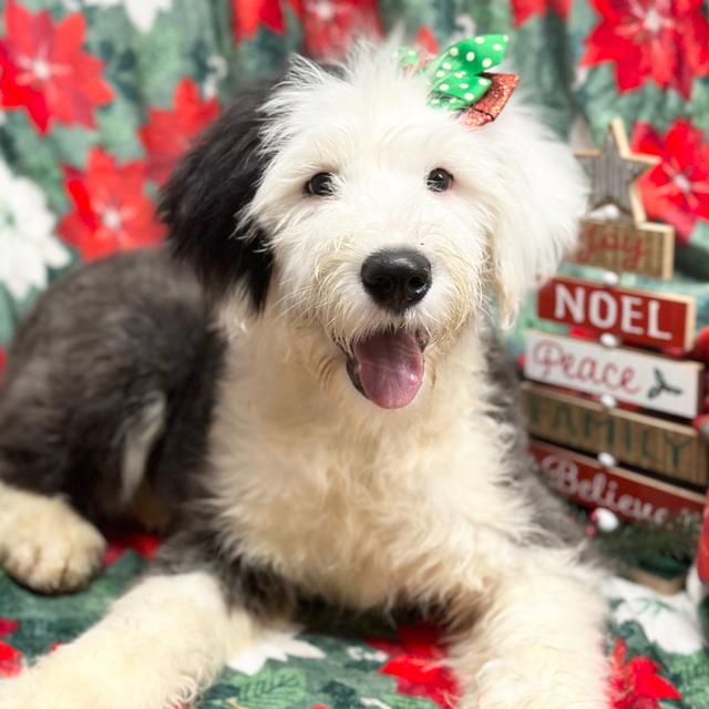 Brook - Old English Sheepdog