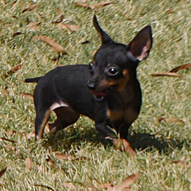 Bliss - Miniature Pinscher