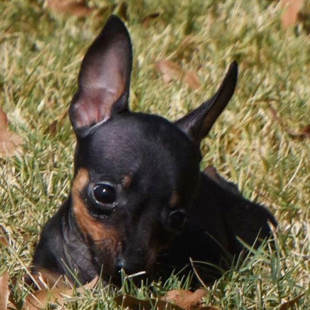 Bliss - Miniature Pinscher