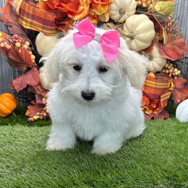 Mable - Coton de Tulear