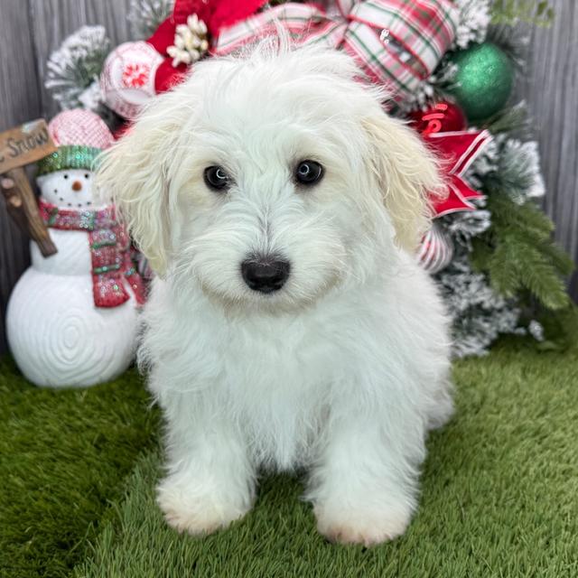 Mable - Coton de Tulear