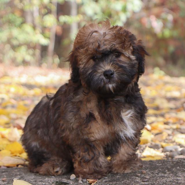 Finley - Shihpoo