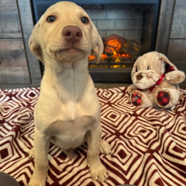 Cooper - Labrador Retriever