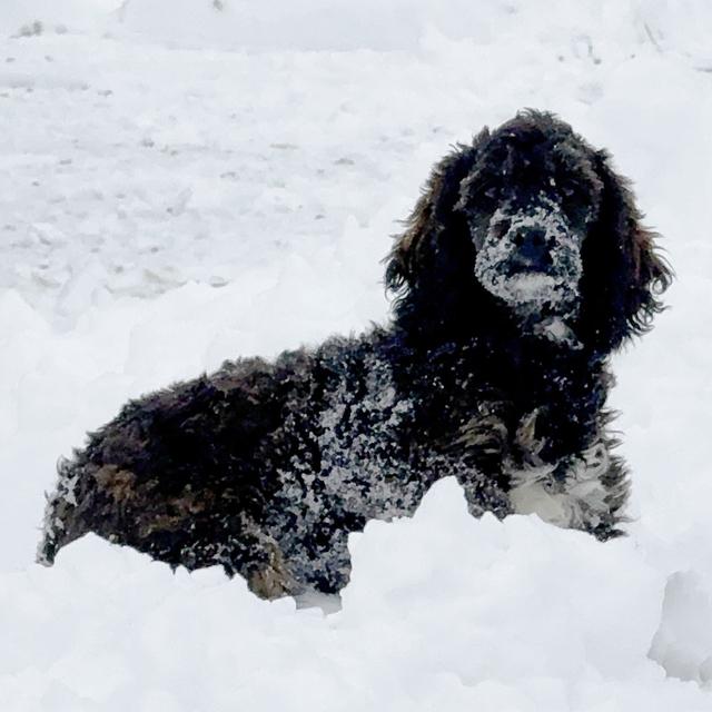 Curly - Cockapoo