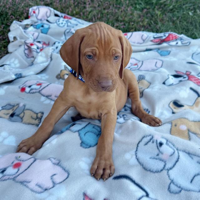 Pumpkin - Vizsla