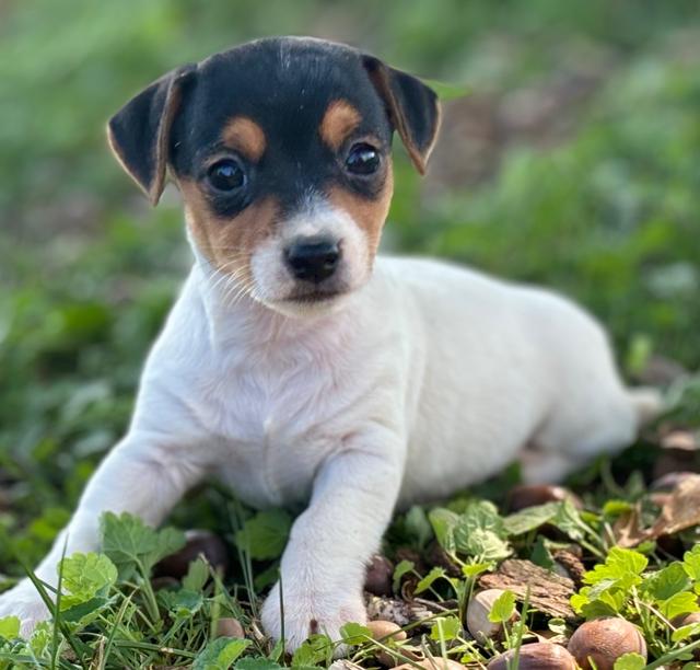 Tipsy - Jack Russell Terrier