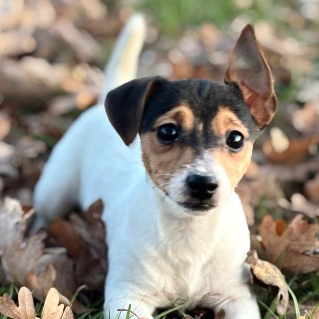 Tipsy - Jack Russell Terrier