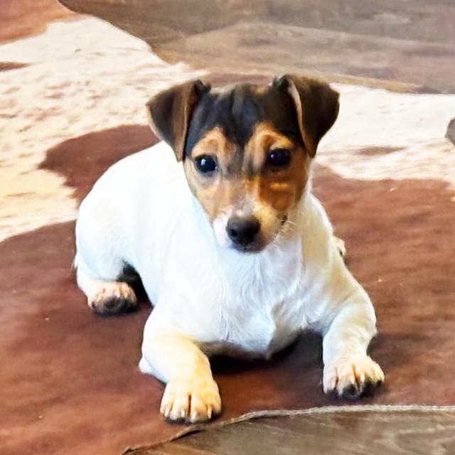 Tipsy - Jack Russell Terrier