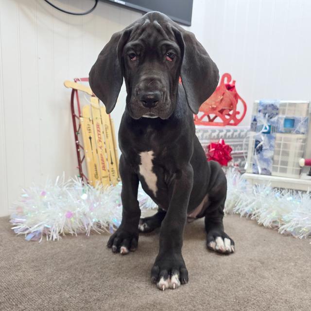 Henrietta - Great Dane