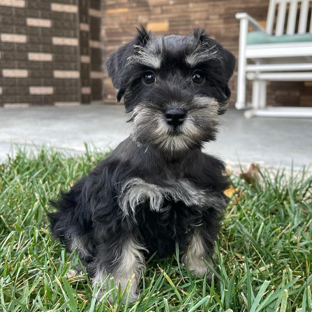 Gina - Miniature Schnauzer