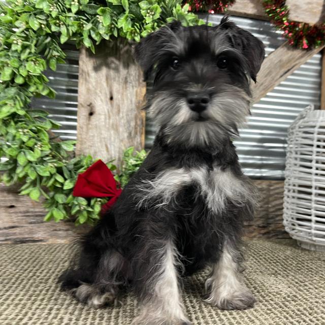 Gina - Miniature Schnauzer