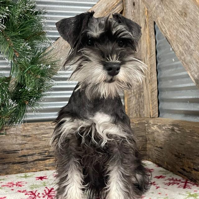 Gina - Miniature Schnauzer