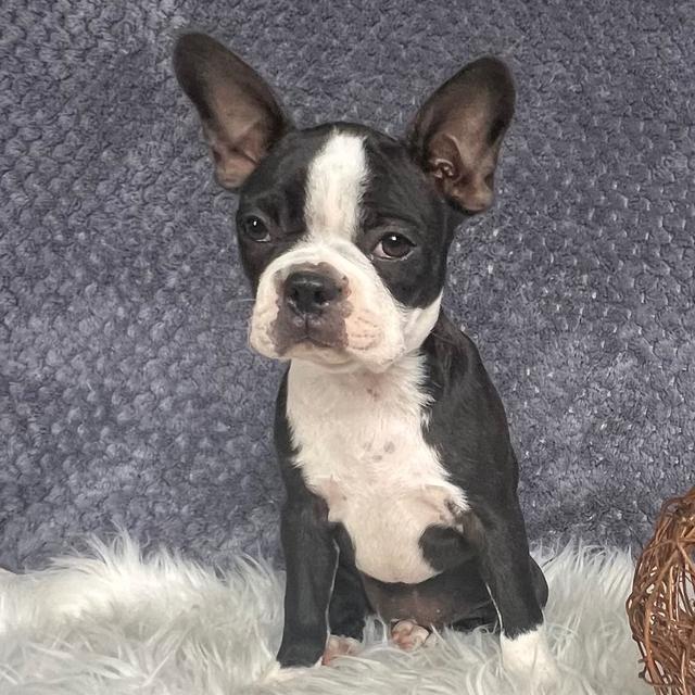 Felicity - Boston Terrier