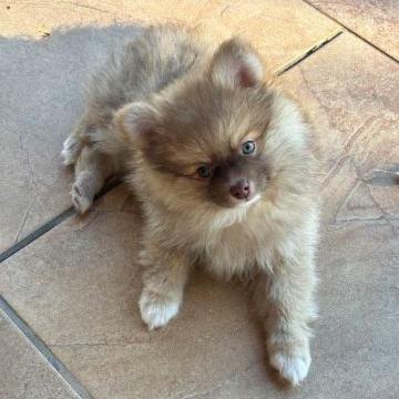 Rusty - Pomeranian