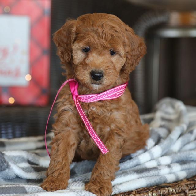 Joyce - Goldendoodle