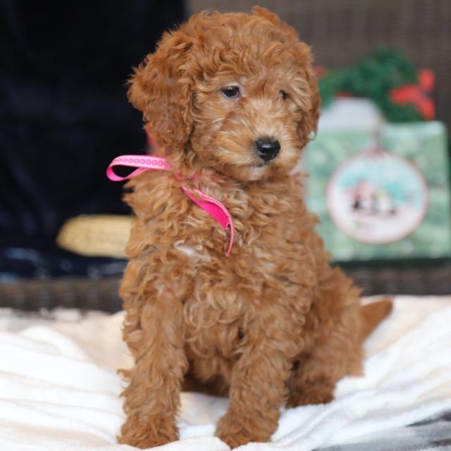 Joyce - Goldendoodle