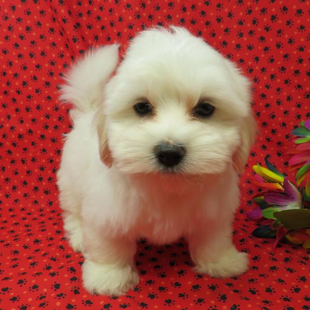 Plano - Coton de Tulear