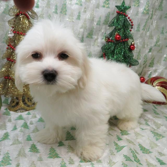 Plano - Coton de Tulear