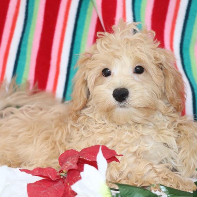 Twister - Maltipoo