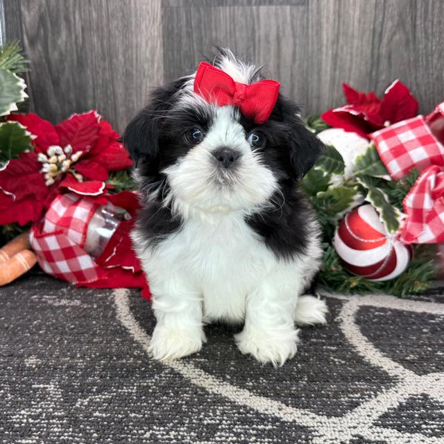 Netty - Shih Tzu