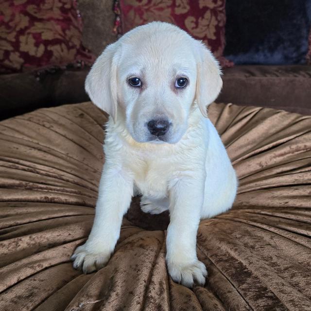 Blitzen - Labrador Retriever