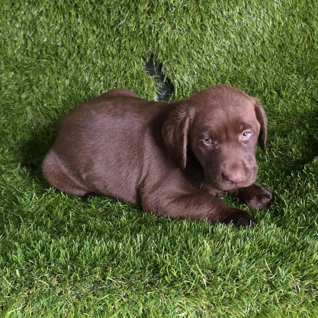 Hershey - Labrador Retriever