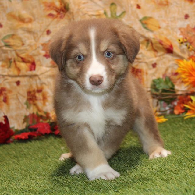 Phoenix - Australian Shepherd