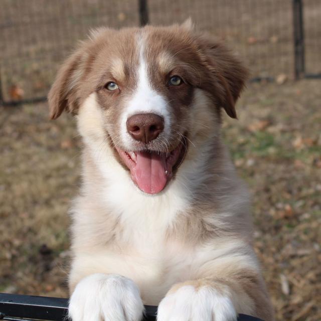 Phoenix - Australian Shepherd