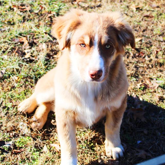 Phoenix - Australian Shepherd