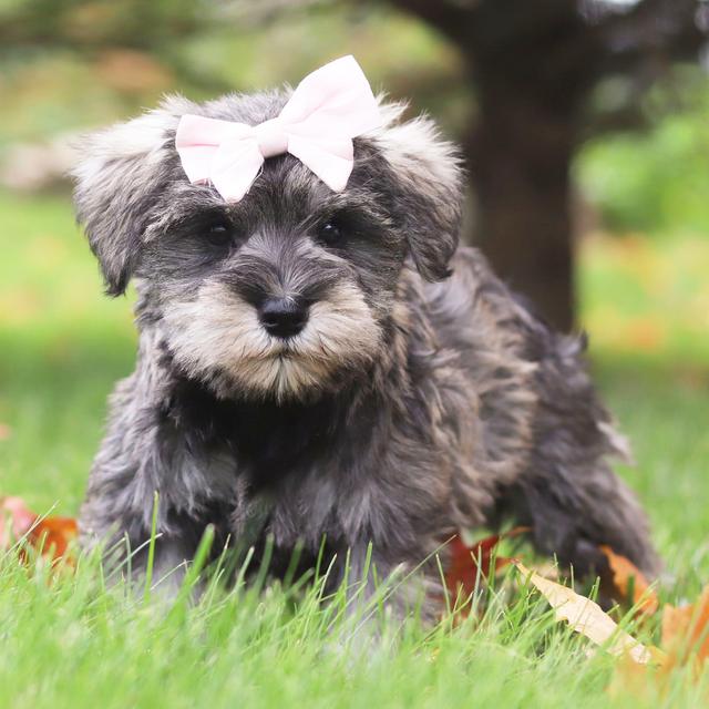 Jada - Miniature Schnauzer