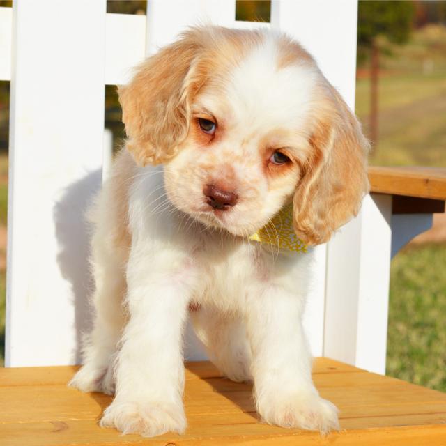 Powell - Cocker Spaniel