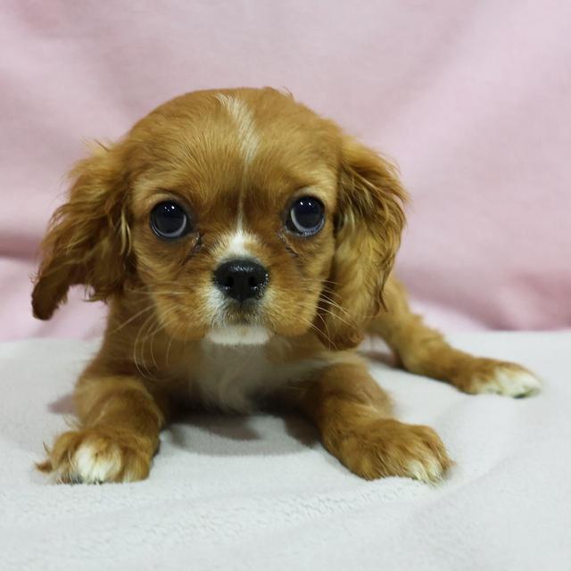 Rowan - Cavalier King Charles Spaniel