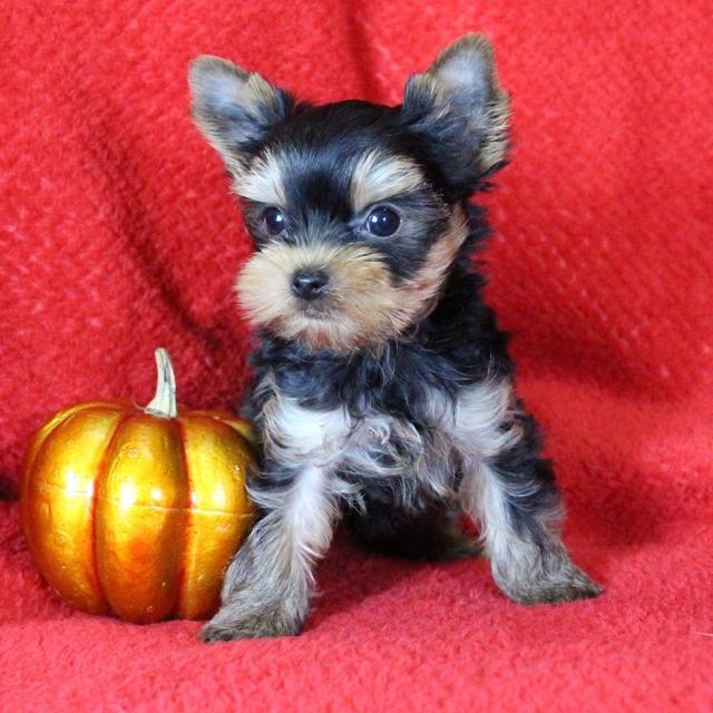 Louie - Yorkshire Terrier