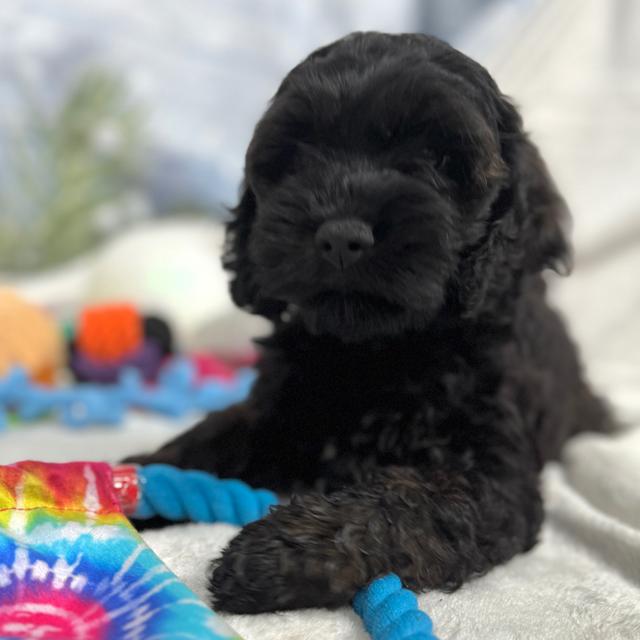 Abby - Cockapoo