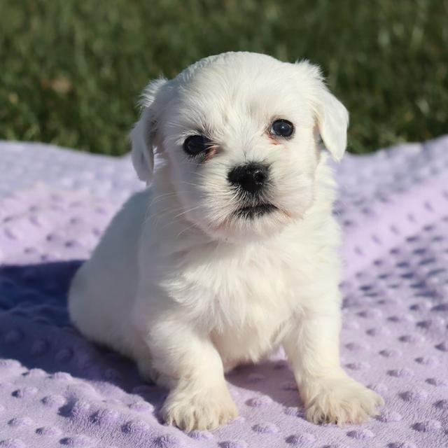 Dash - Coton de Tulear