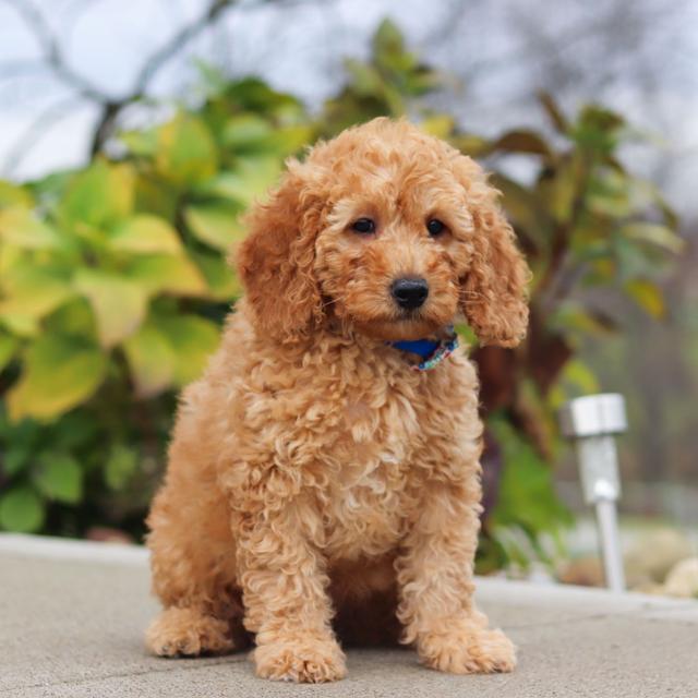 Isiah - Labradoodle