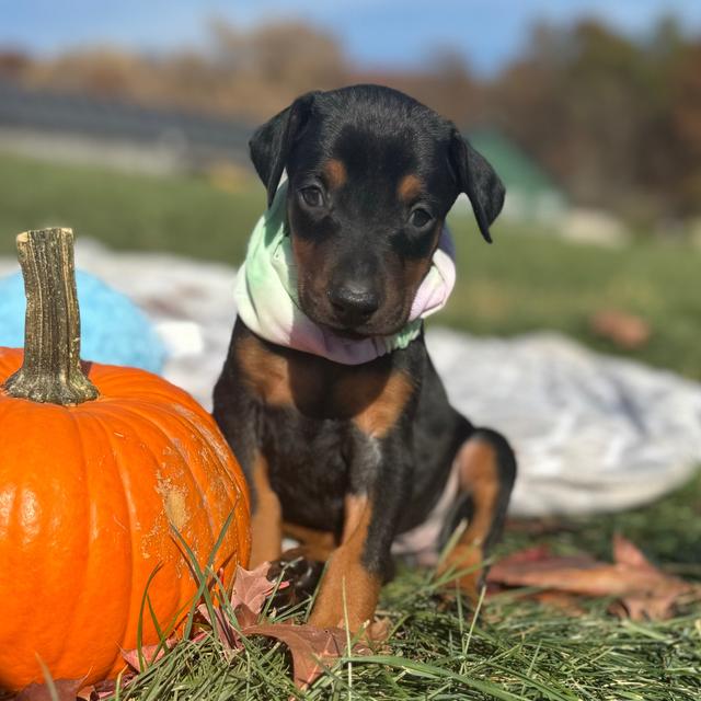 Zara - Doberman Pinscher