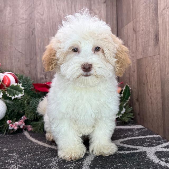 Vader - Havanese