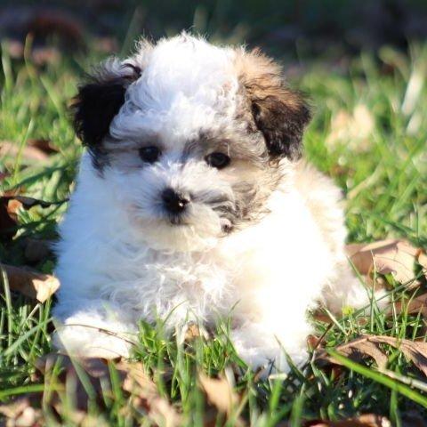 Mason - Maltipoo